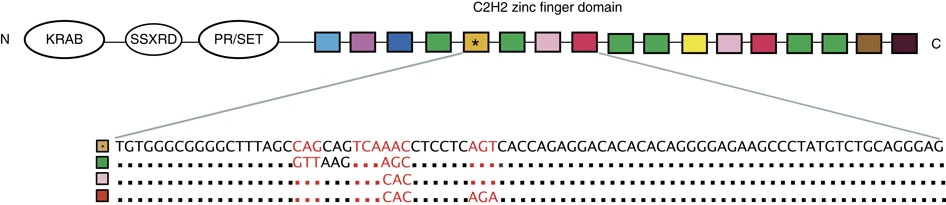 Linear schematic of the human PRDM9 protein drawn as a horizontal bar divided into colored blocks. From left to right: the KRAB domain (a transcriptional regulatory module), the SSXRD domain (a short protein-protein interaction region), the PR/SET domain (a histone H3K4 methyltransferase), and a long C-terminal array of C2H2 zinc finger repeats (the DNA-binding module that determines hotspot location). The figure illustrates the modular multi-domain architecture of PRDM9, in which each domain contributes a distinct biochemical function to the protein's overall role in directing meiotic recombination.