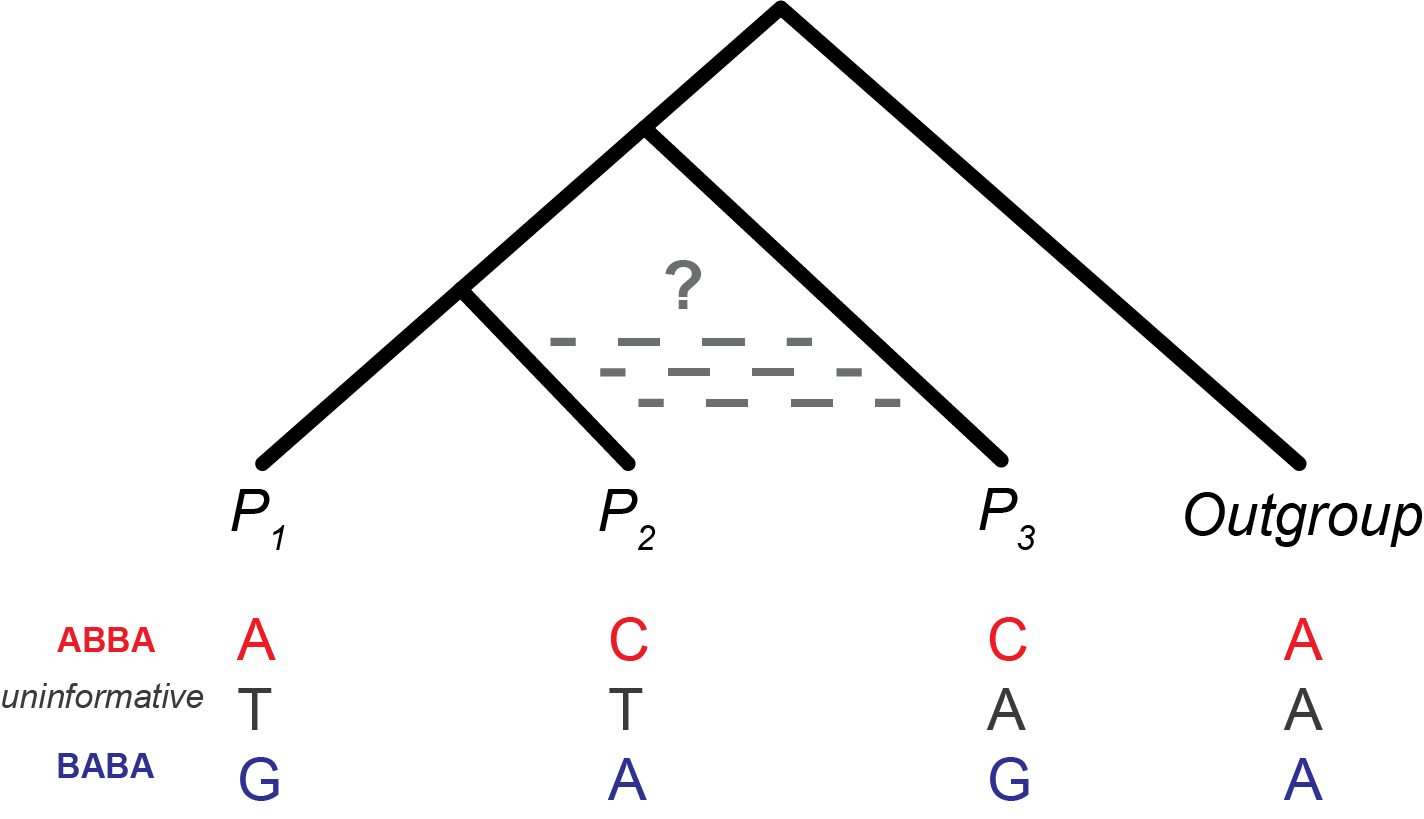 Phylogenetic tree diagram illustrating the four-taxon ABBA-BABA test for introgression. The tree shows four taxa arranged as P1, P2, P3, and Outgroup from left to right, with a dashed horizontal arrow labeled with a question mark connecting P2 and P3 to indicate possible gene flow. Below the tree, three rows of nucleotides illustrate the three informative site patterns. The ABBA pattern is shown in red: P1 carries A, P2 carries C, P3 carries C, and Outgroup carries A, indicating that P2 and P3 share the derived allele. The uninformative pattern is shown in grey: P1 carries T, P2 carries T, P3 carries A, and Outgroup carries A, where no asymmetric sharing distinguishes the topologies. The BABA pattern is shown in blue: P1 carries G, P2 carries A, P3 carries G, and Outgroup carries A, indicating that P1 and P3 share the derived allele instead.