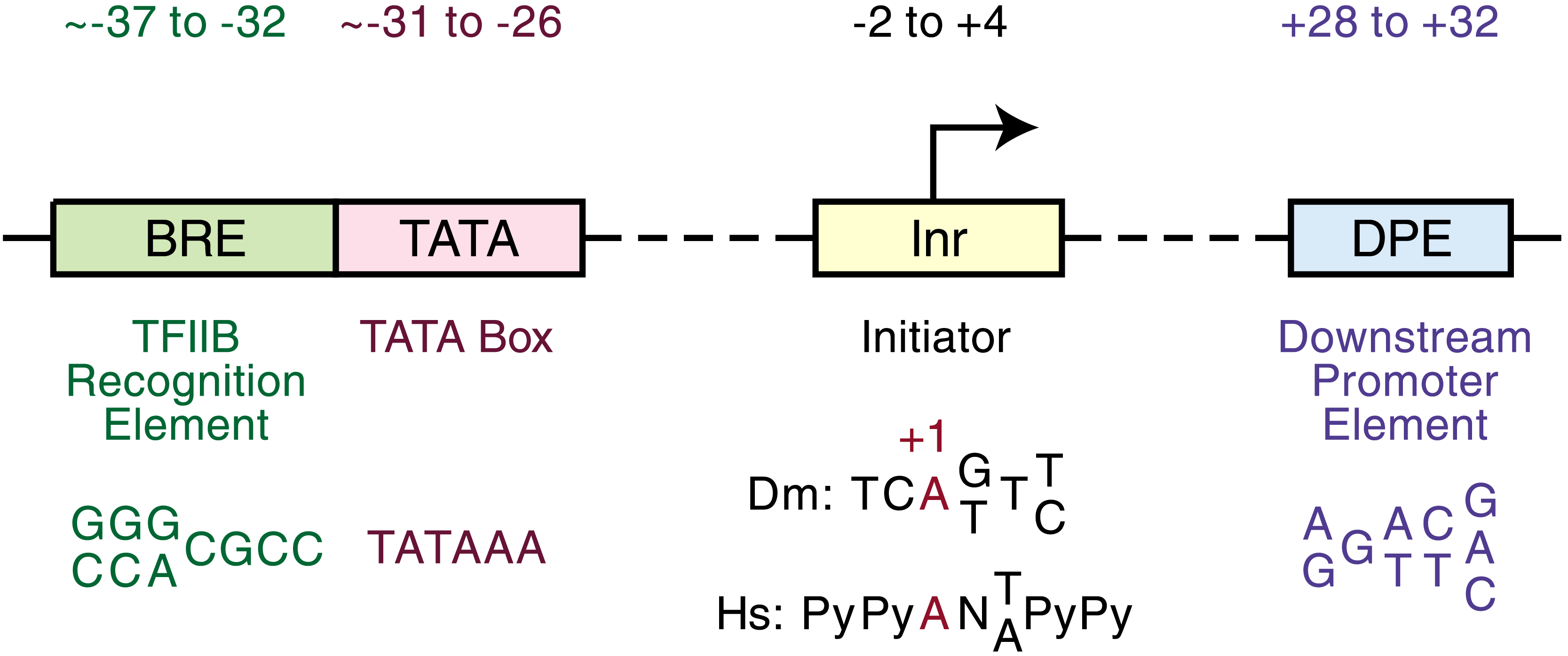 Schematic of core eukaryotic promoter elements drawn as labeled colored rectangles on a horizontal line representing double-stranded DNA. From left to right: BRE (TFIIB recognition element) near position -37, TATA box near -30, Initiator (Inr) at the transcription start site (position +1), DCE and MTE in the early transcribed region, and DPE near +30. An arrow at the right indicates the direction of transcription. The figure illustrates that core promoters are modular — different combinations of these short sequence motifs are used by different genes to recruit the general transcription machinery.
