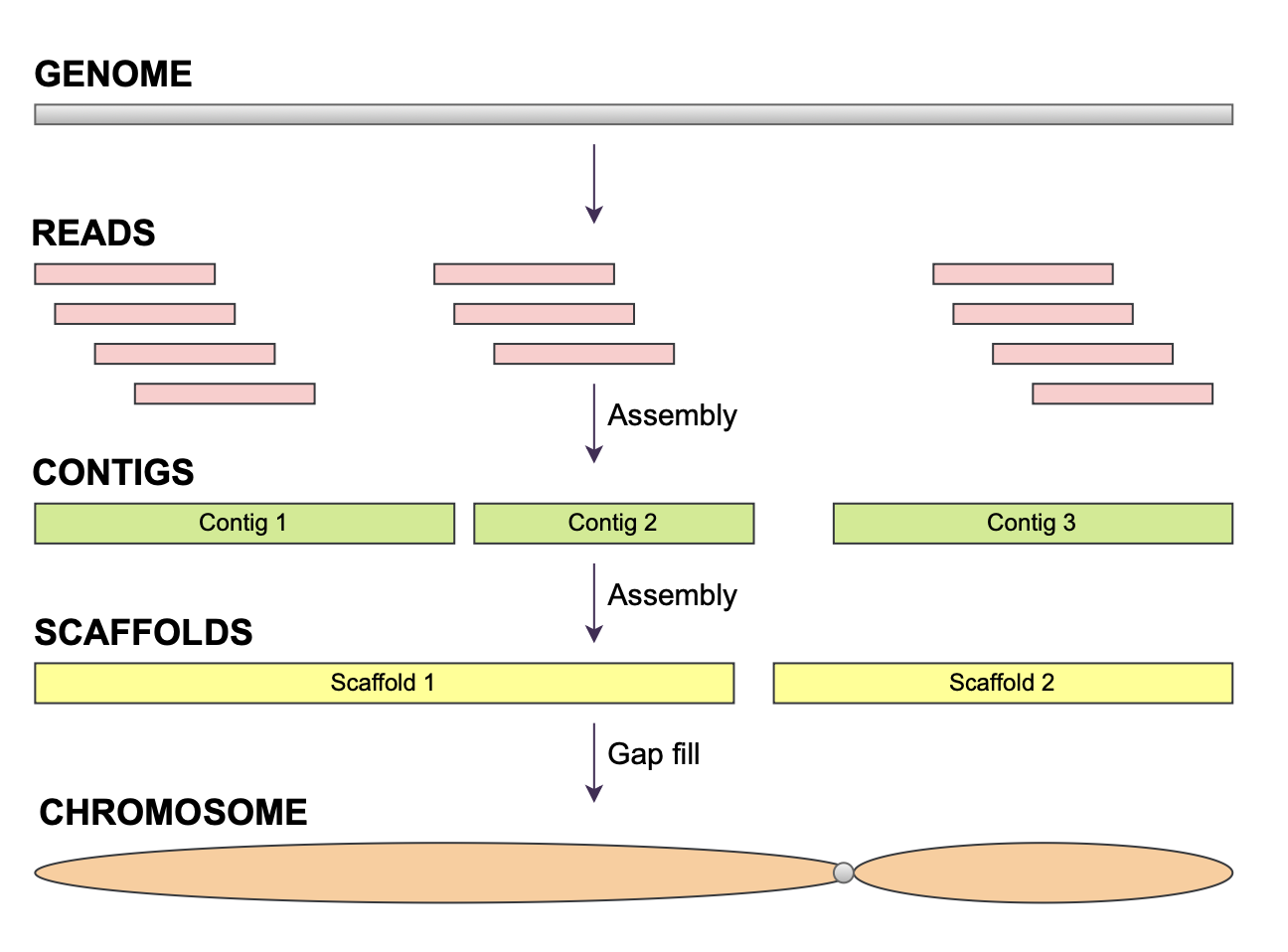 Conceptual overview of genome organization, showing how short sequencing reads can be represented as contigs, which can be linked into scaffolds and ultimately correspond to chromosome-scale sequences.