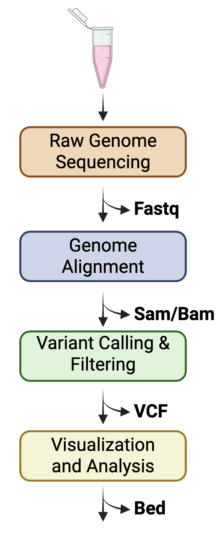 Flowchart of four NGS workflow steps: sequencing, alignment, variant calling, and visualization.