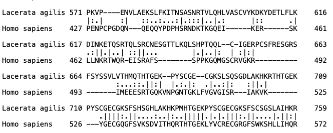 Pairwise alignment of two PRDM9 protein sequences between human and Lacerata agilis.