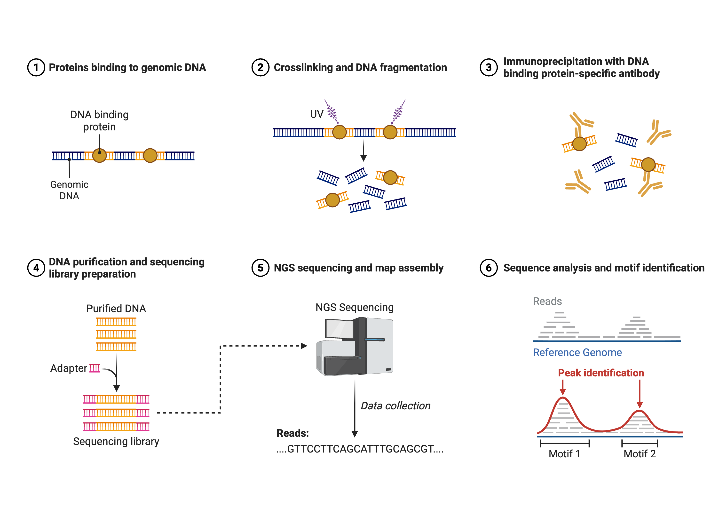 A stepwise diagram of chromatin immunoprecipitation followed by sequencing. Panels show DNA-binding proteins on genomic DNA, crosslinking and fragmentation, immunoprecipitation with a specific antibody, DNA purification and library preparation, next-generation sequencing, and peak identification over a reference genome with enriched regions highlighted.