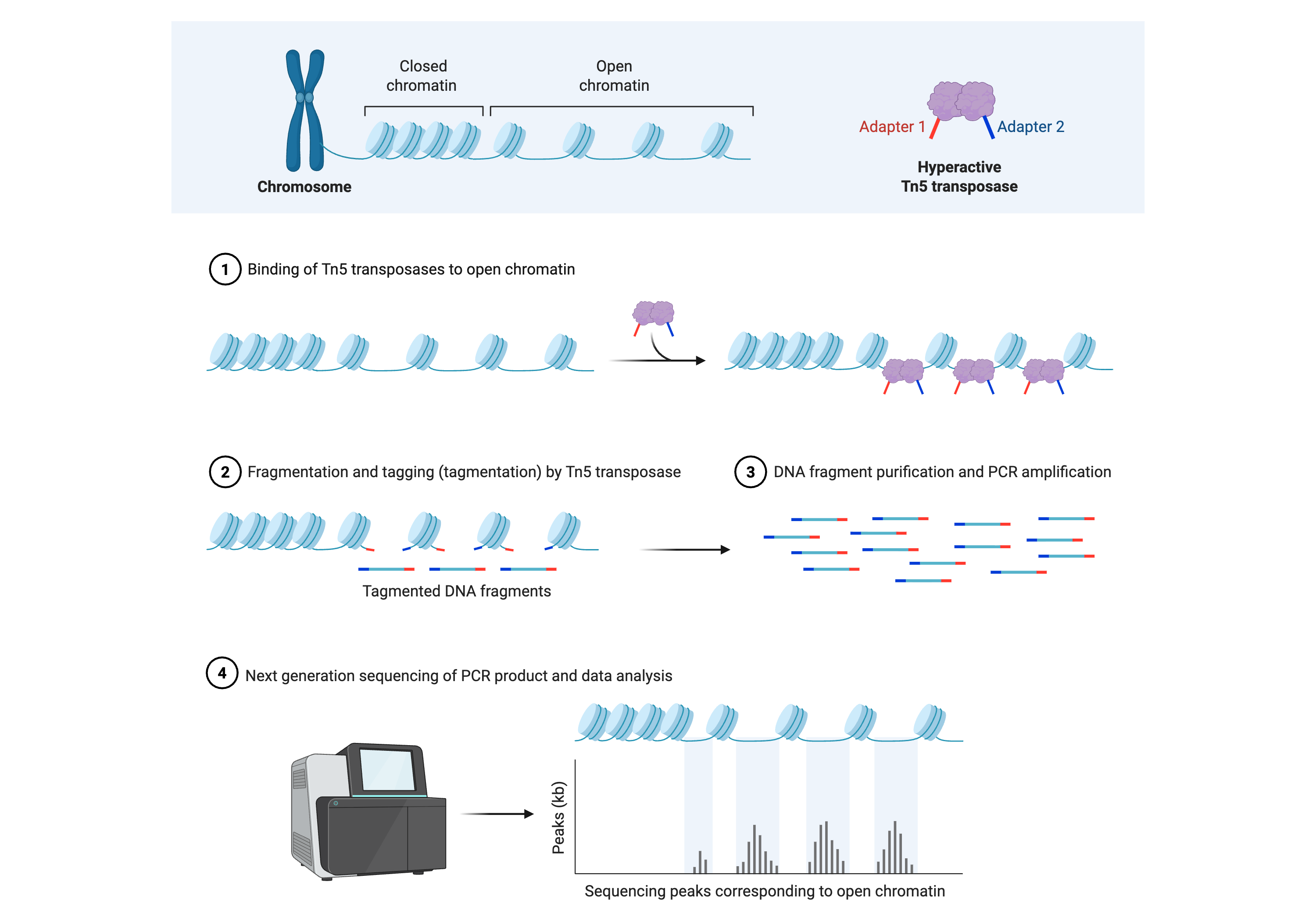 A multi-panel diagram illustrating ATAC-seq. The top panel shows a chromosome with regions of closed and open chromatin. Subsequent panels depict binding of a hyperactive Tn5 transposase loaded with sequencing adapters to accessible nucleosome-free regions, simultaneous fragmentation and tagging of DNA, purification and PCR amplification of tagged fragments, and next-generation sequencing that yields peaks at open chromatin sites.