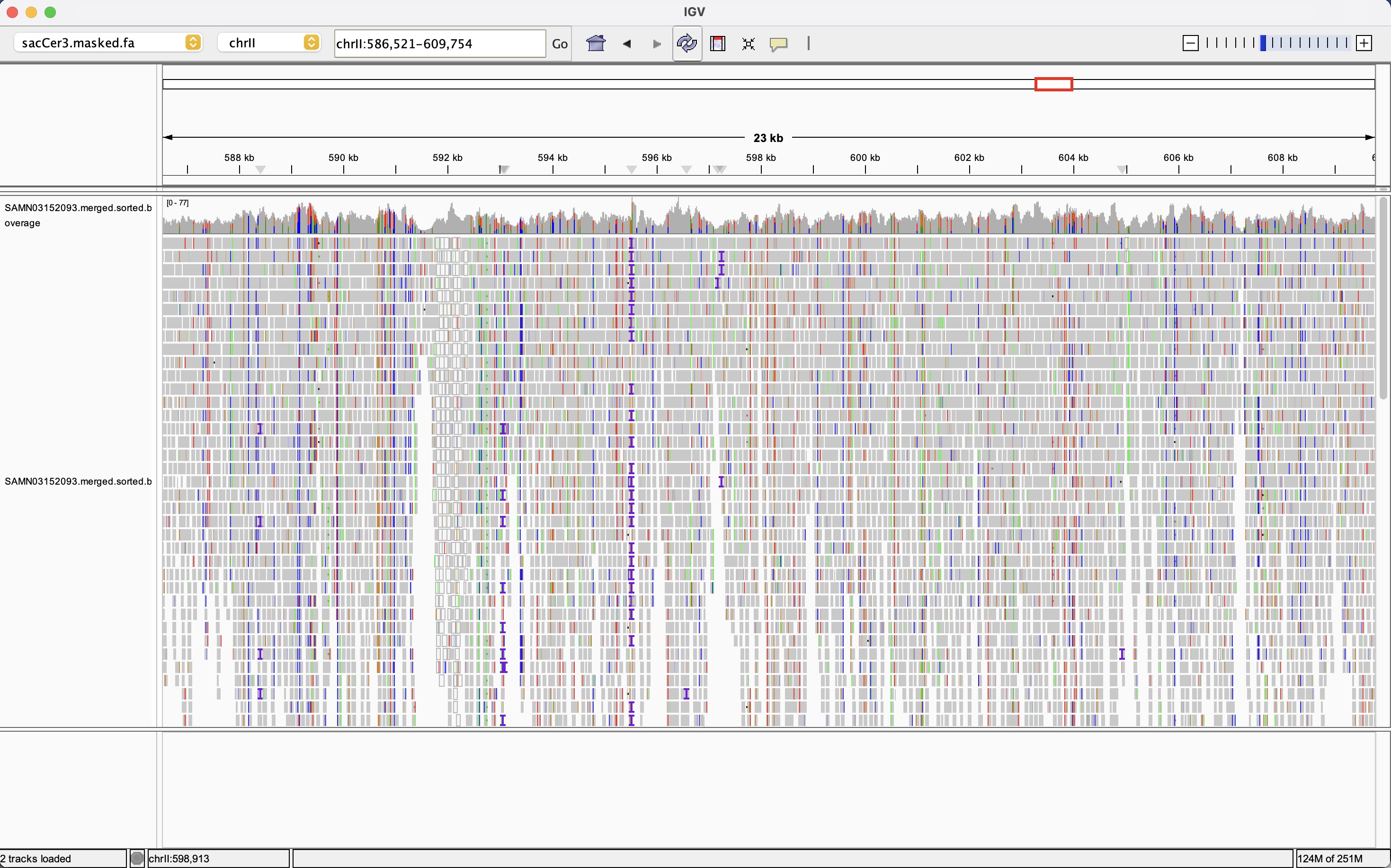 IGV screenshot showing high-coverage short-read alignments from the yeast experimental evolution dataset across a 23 kb window of chromosome II, with an upper coverage track and multicolored base-level alignments below indicating numerous SNPs and small indels.