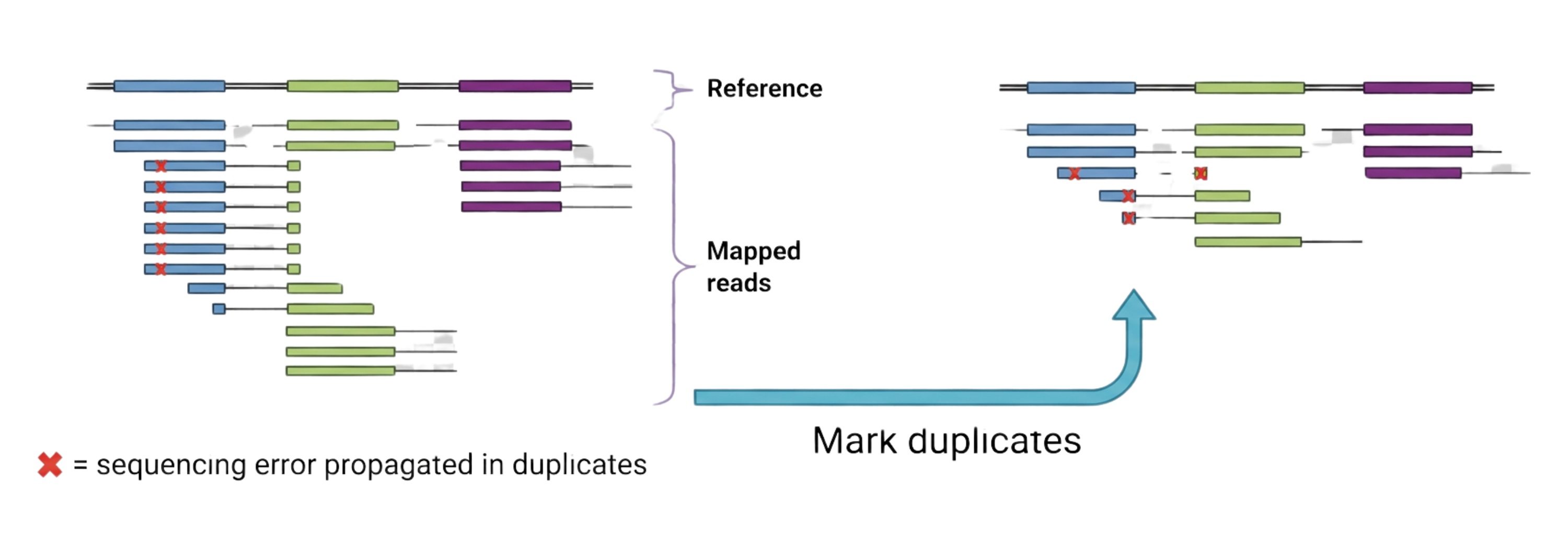 Conceptual diagram showing multiple overlapping read stacks derived from the same original DNA fragment, with red X symbols marking a propagated sequencing error, and a simplified post-processing view in which duplicate reads are collapsed to a single representative.