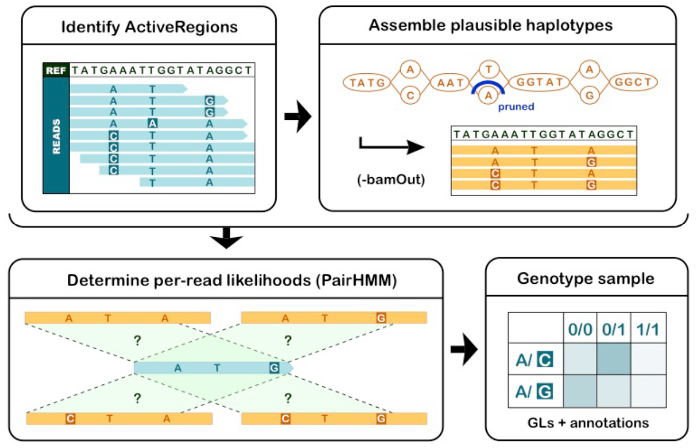 Flow diagram for GATK HaplotypeCaller showing three stages: identifying ActiveRegions with mismatching reads, assembling plausible haplotypes in a small graph, computing per-read likelihoods with a pair-HMM, and finally genotyping the sample based on genotype likelihoods.