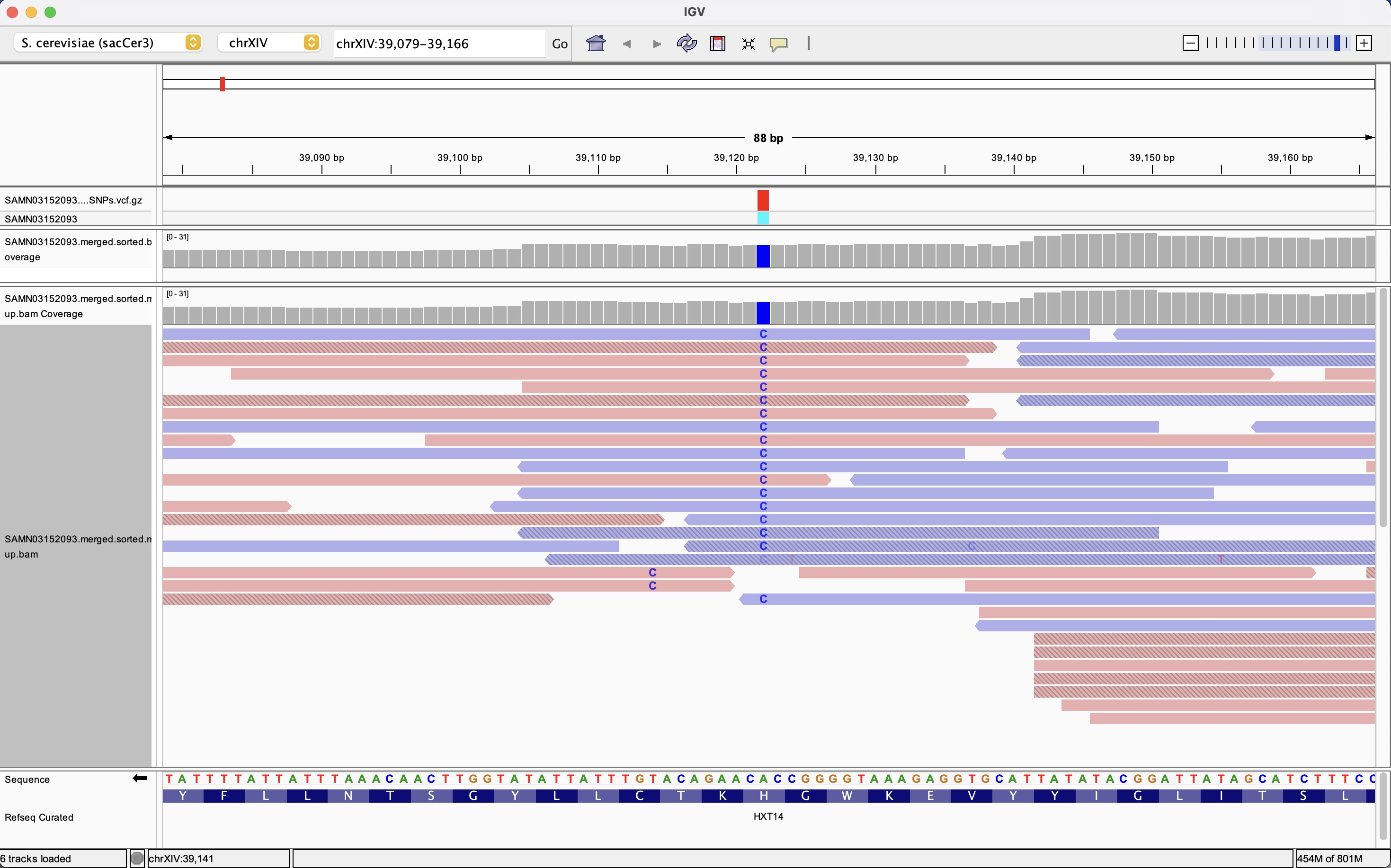 IGV close-up of a single SNP in a yeast coding exon, with coverage tracks for pre- and post-duplicate-marking BAM files, reads colored by strand, a highlighted column of C bases at the variant position, and an amino acid translation track showing the codon and predicted amino acid change.