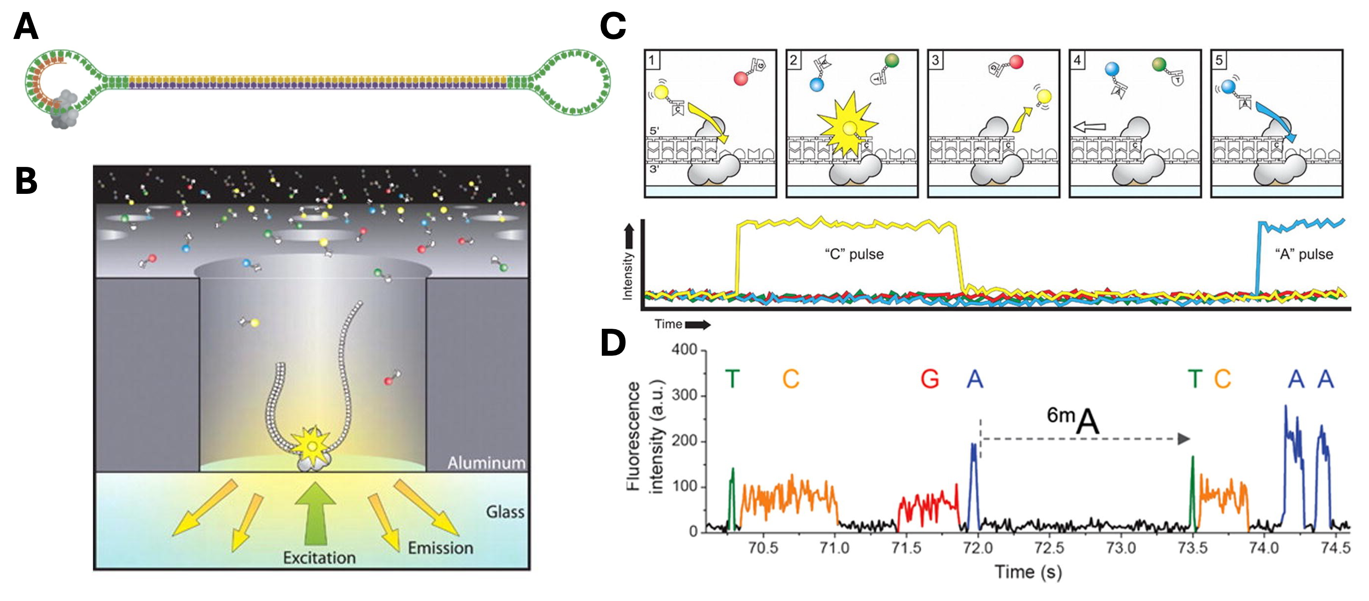 Schematic of PacBio single-molecule real-time sequencing. Panel A shows a DNA polymerase complex immobilized in a zero-mode waveguide (ZMW) observing fluorescently labeled nucleotide incorporation during circular consensus sequencing. Panel B illustrates the ZMW structure, in which excitation is confined to a very small detection volume near the bottom of the well. Panel C depicts the sequence of nucleotide-binding and incorporation events that generate pulses of fluorescence during polymerase synthesis. Panel D shows an example fluorescence trace in which colored pulses correspond to incorporation of different nucleotides during real-time sequencing.