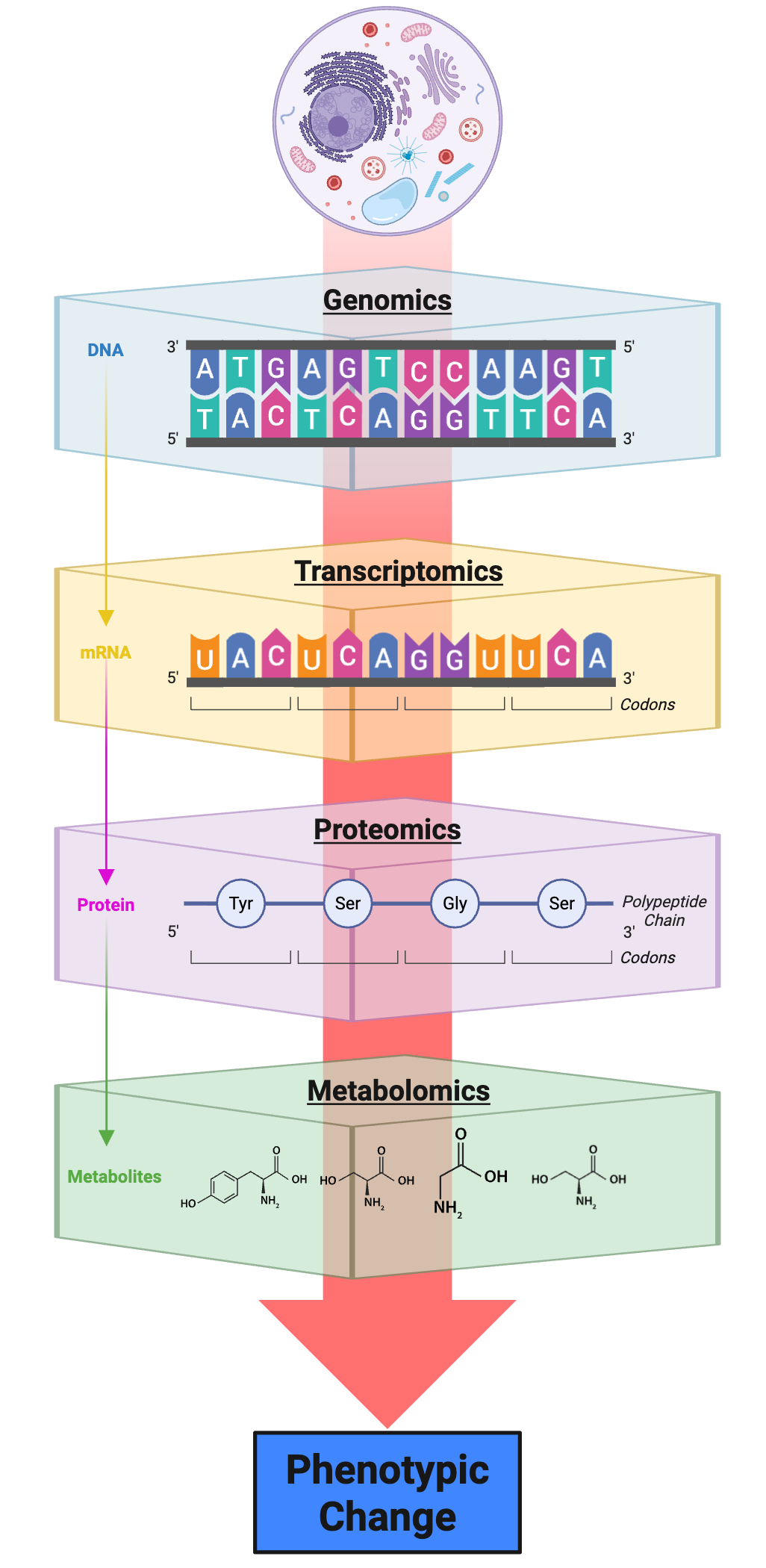 A vertical flow diagram showing the information flow from a cell at the top through four molecular layers: genomics (DNA sequence), transcriptomics (mRNA), proteomics (proteins), and metabolomics (small molecule metabolites), with arrows converging on phenotypic change at the bottom. Each layer shows representative molecular entities: DNA bases, RNA codons, amino acids in a polypeptide chain, and metabolite structures.