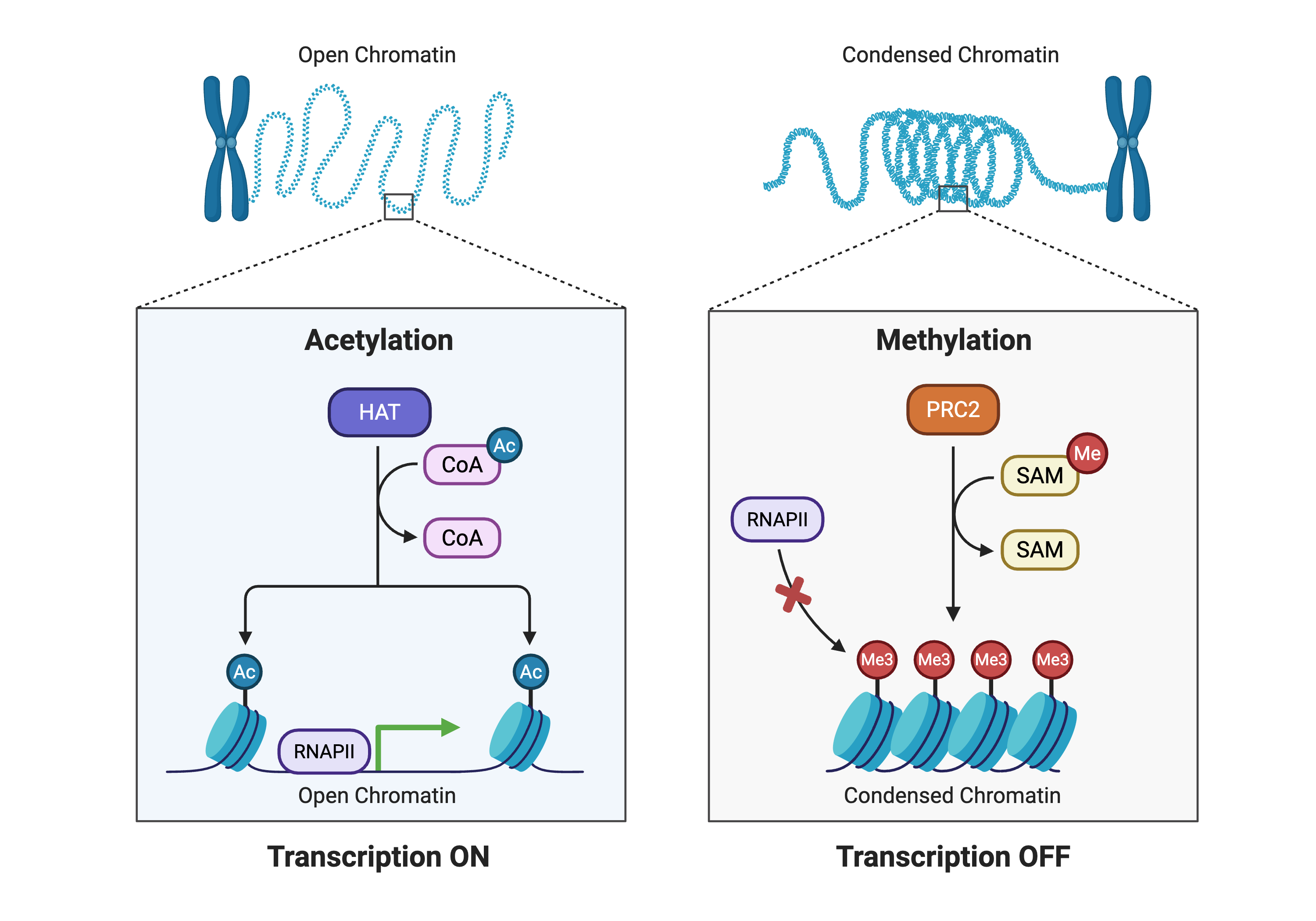 A cartoon of chromatin showing an open, extended fiber on the left and a condensed, tightly packed fiber on the right. Insets depict acetylation of histone tails associated with open chromatin and active transcription, and methylation of histone tails by PRC2 associated with compacted chromatin and transcriptional repression.