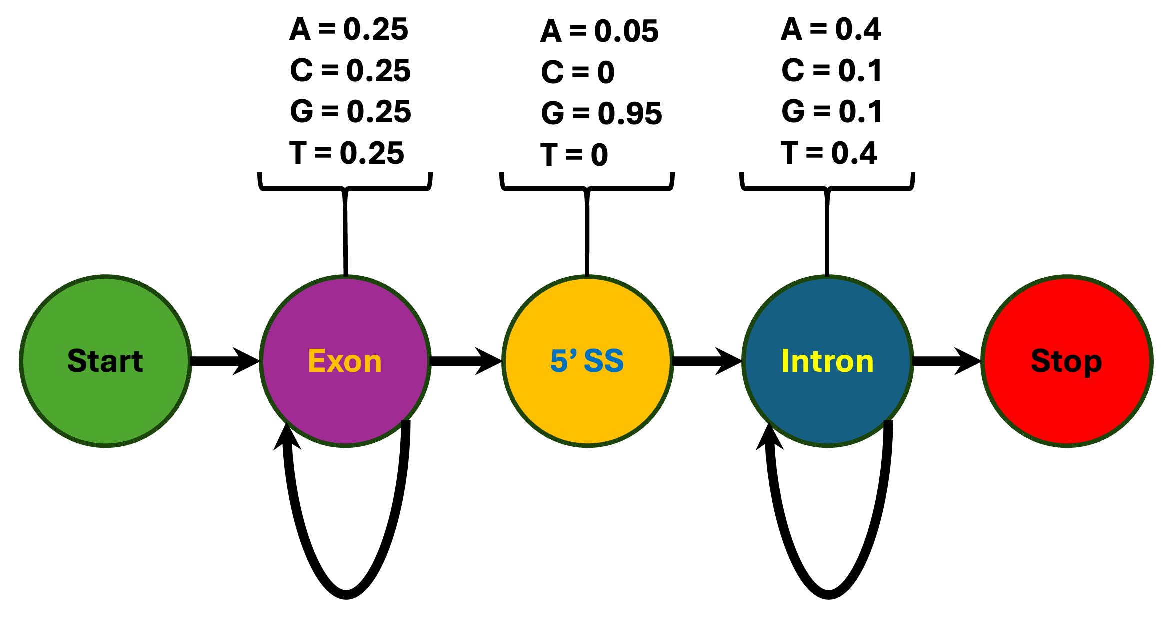 Schematic of a gene-structure HMM with circles labeled Start, Exon, 5′ SS, Intron, and Stop connected by arrows. Above Exon, 5′ SS, and Intron are nucleotide emission probabilities (Exon: A=C=G=T=0.25; 5′ SS: A=0.05, G=0.95, C=T=0; Intron: A=T=0.4, C=G=0.1). The Exon and Intron states have self-loops with probability 0.9, while Exon→5′ SS and Intron→Stop transitions have probability 0.1, and Start→Exon and 5′ SS→Intron have probability 1.0, illustrating a toy single-exon gene model as in Weisstein et al. (2021).