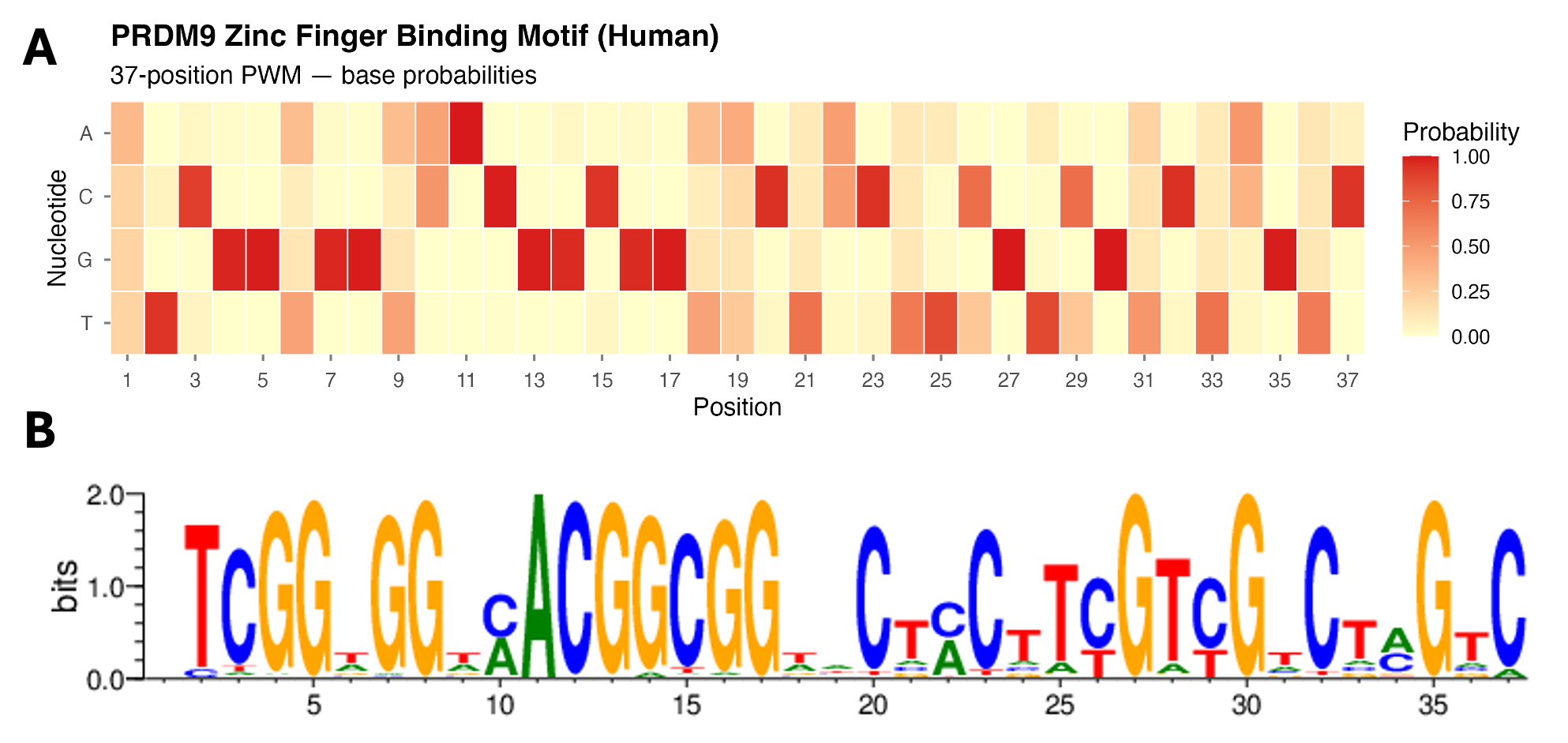 A multi-panel plot. Top Panel shows heatmap of the 37-position PRDM9 zinc finger position weight matrix. Rows are the four DNA bases A, C, G, and T; columns are positions 1 through 37. Color ranges from pale yellow (probability near 0) to deep red (probability near 1.0). The same conserved positions visible in the sequence logo appear here as isolated deep red cells: near-fixed G at positions 4-5 and 7-8, near-fixed A at position 11, near-fixed C at position 12, and near-fixed G at position 27. Variable spacer positions appear as rows of uniformly pale yellow across all four bases. Bottom panel shows a sequence logo of the 37-position human PRDM9 zinc finger binding motif. The x-axis spans positions 1 through 37 and the y-axis shows information content from 0 to 2 bits. Several positions reach near-maximum height: positions 4-5 and 7-8 show tall orange G letters, position 11 shows a tall green A, positions 12-15 show tall blue C and orange G letters, and similar repeating patterns continue across the motif. Low-height positions with many small letters of mixed color represent variable spacer positions between the conserved zinc finger contact residues. The repeating triplet pattern of conserved positions reflects the tandem C2H2 zinc finger architecture of PRDM9.
