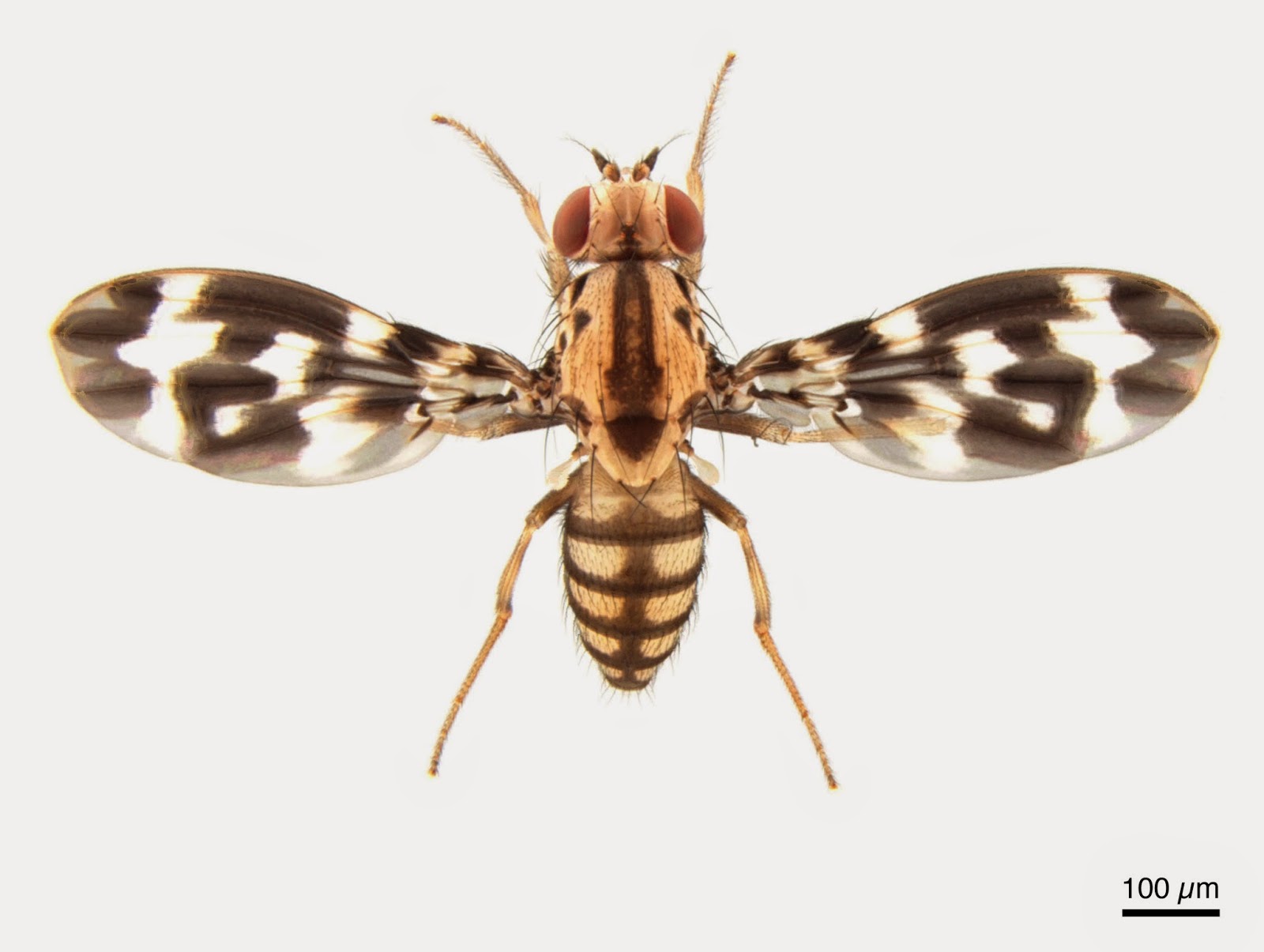 An image of Drosophila grimshawi.