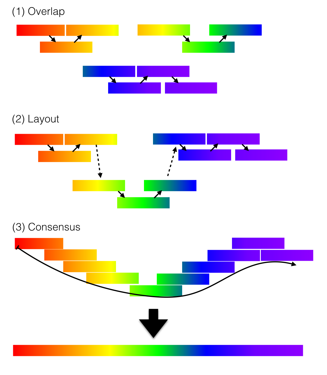 Conceptual diagram of overlap-layout-consensus (OLC) genome assembly. Reads are compared to identify sequence overlaps, overlapping reads are arranged into a layout, and the aligned reads are combined into a consensus sequence representing the assembled contig. The figure illustrates the progression from pairwise read overlap to read ordering and final consensus generation.