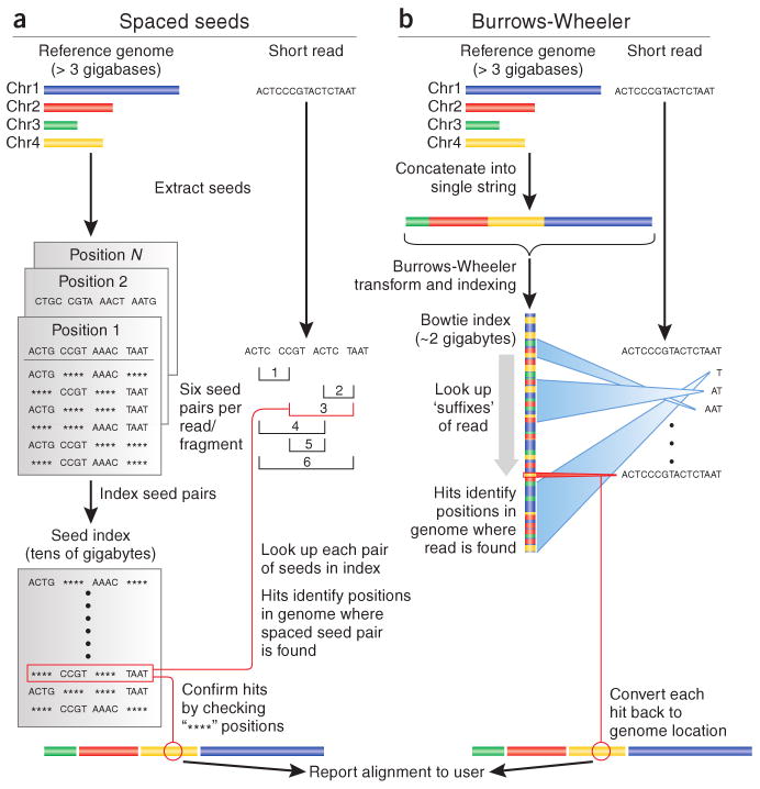 Workflow diagram showing the differences between spaced seed and burrows wheeler alignment algorithms.