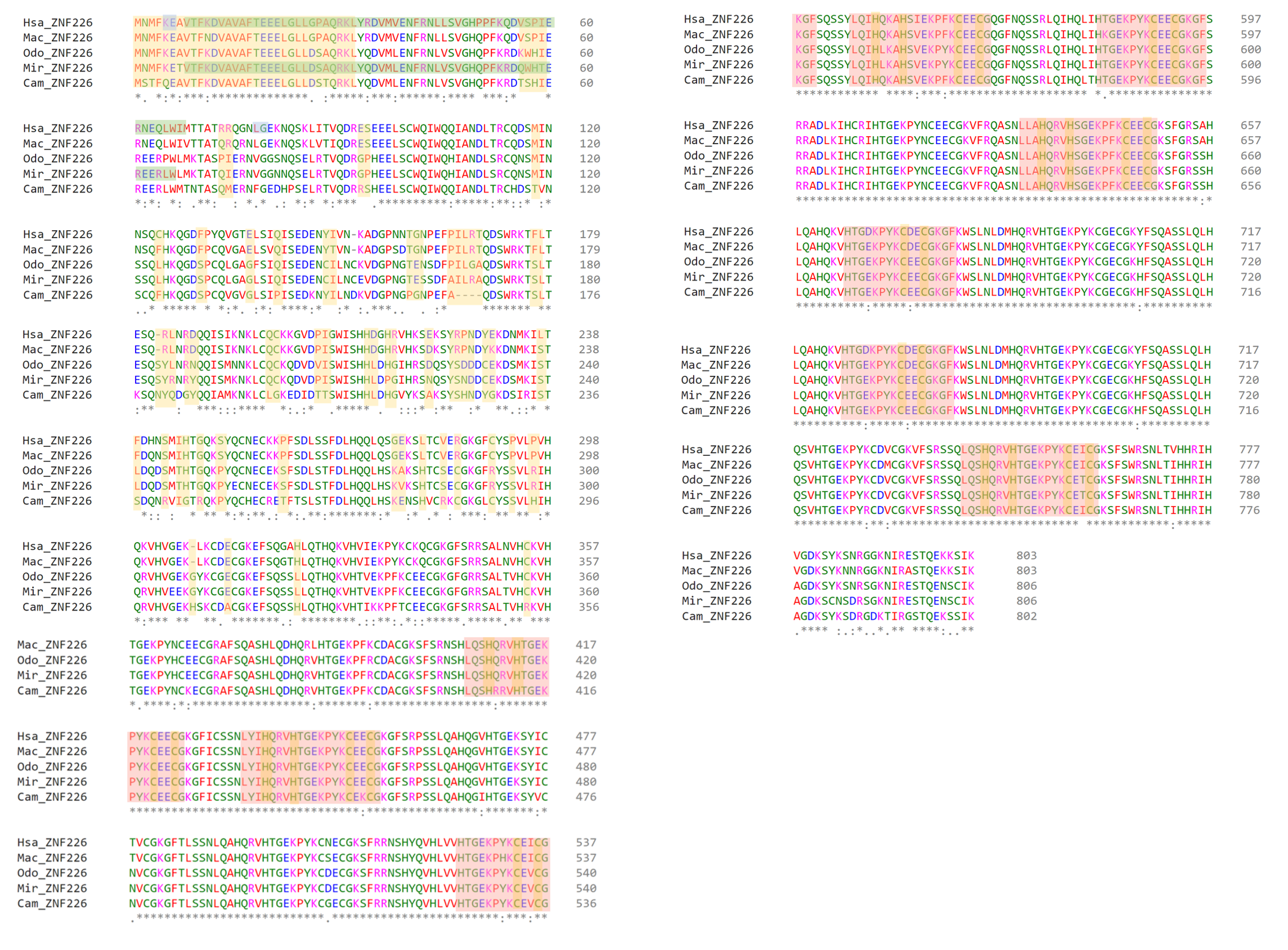 Multiple sequence alignment of ZNF226 orthologs showing conserved amino acid positions across several mammalian species, with variable regions highlighted by differences in residue color and shading. The alignment displays sequence conservation and divergence across homologous protein regions.