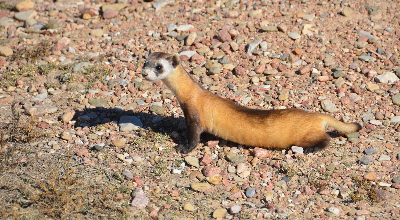 A black-footed ferret with its characteristic black mask and feet emerging alertly from a burrow entrance on open grassland. The ferret's tan and black coloration and slender mustelid body shape are visible against the dry grass background.
