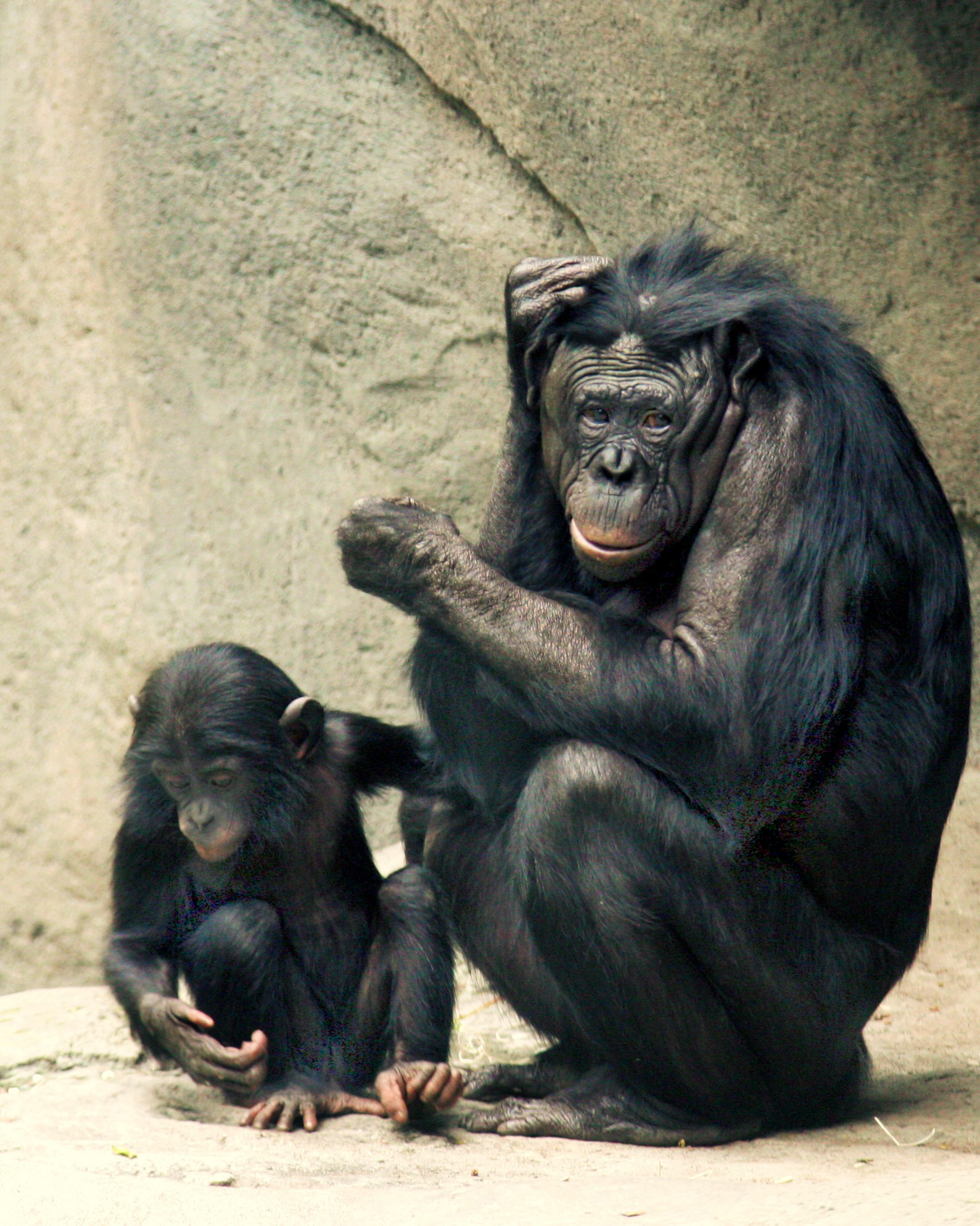 A bonobo mother and infant resting together in dense green tropical forest vegetation. The bonobos have the characteristic dark black faces, pink lips, and long black hair of Pan paniscus. The infant clings to the mother's torso while both animals face toward the camera.