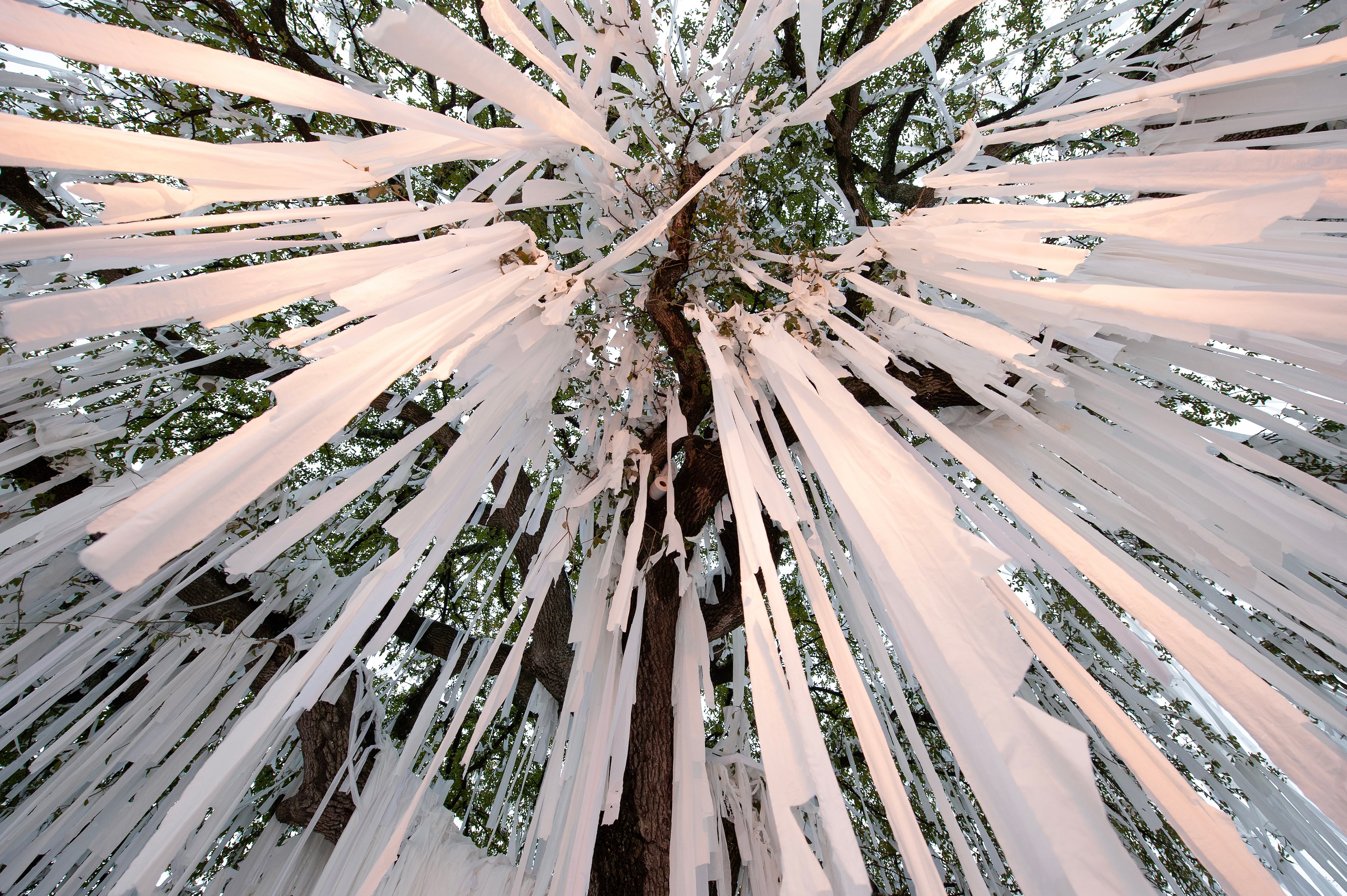 A upward-looking photograph taken from the base of Toomer's Corner Oak, a southern live oak (Quercus virginiana) on the Auburn University campus, Auburn, Alabama. The massive trunk of the tree dominates the center of the frame, with its deeply furrowed bark visible up close. Hundreds of long white and silver streamers of toilet paper have been thrown into the canopy and hang down through the branches in dense, radiating curtains, a tradition known as rolling Toomer's Corner following Auburn athletic victories. The green leaves of the oak are partially visible through the paper, and the pale sky can be glimpsed in the background. The image captures one of the final rollings before the tree was removed, and the tree is now the subject of a chromosome-scale genome assembly published by Auburn University researchers.