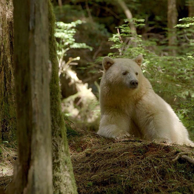 A white-coated Kermode spirit bear standing in a lush green British Columbia forest. The bear's white fur contrasts sharply with the surrounding dark green vegetation, illustrating the visually striking phenotype produced by homozygosity for the recessive MC1R allele.