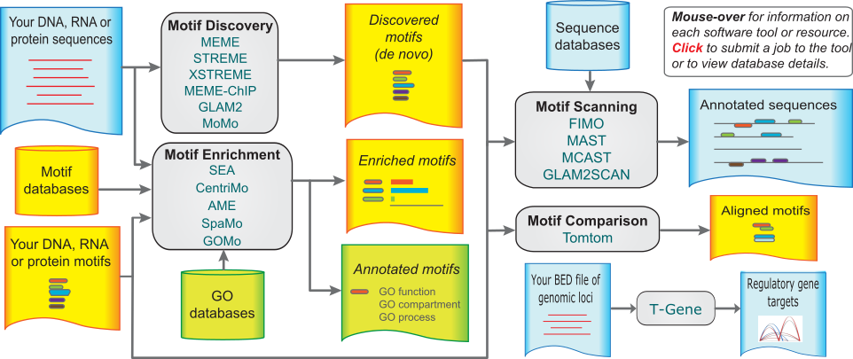 Flowchart of the MEME Suite showing how input sequences and motifs flow through four major functional modules. On the left, three types of input feed into the system: raw DNA, RNA, or protein sequences; motif databases such as JASPAR; and user-supplied motifs. In the center, Motif Discovery tools (MEME, STREME, XSTREME, MEME-ChIP, GLAM2, MoMo) find de novo motifs in input sequences, and Motif Enrichment tools (SEA, CentriMo, AME, SpaMo, GOMo) test whether known motifs are enriched. GO databases are also integrated. On the right, Motif Scanning tools (FIMO, MAST, MCAST, GLAM2SCAN) search databases for occurrences of known motifs, and Tomtom compares discovered motifs against databases of known motifs. A separate T-Gene pathway predicts regulatory gene targets from genomic loci. Arrows connect each module to its outputs.